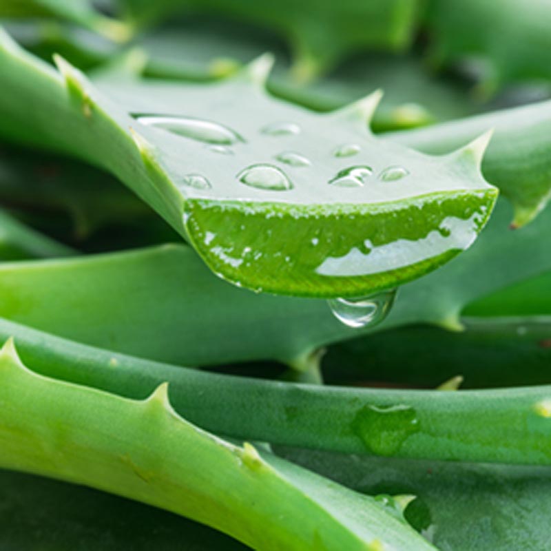 Aloe vera conditioner